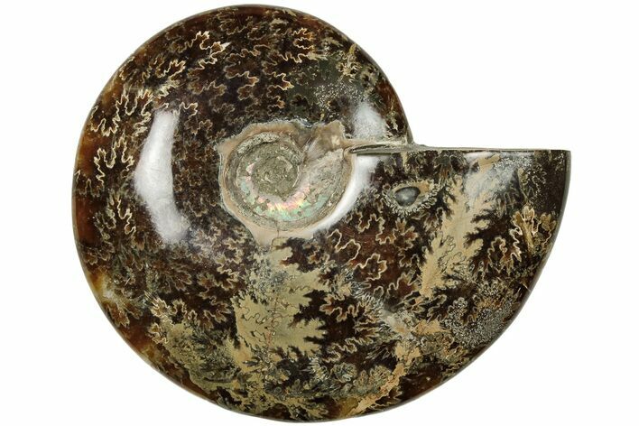 Polished Ammonite (Cleoniceras) Fossil - Madagascar #205127